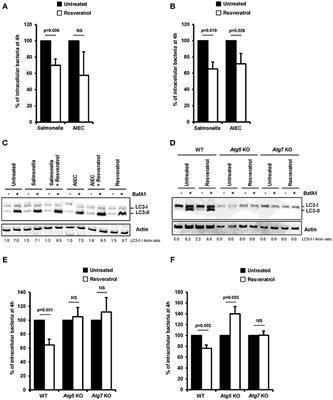 Resveratrol-Induced Xenophagy Promotes Intracellular Bacteria Clearance in Intestinal Epithelial Cells and Macrophages